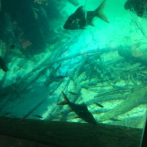 Meet your Posher, Dip